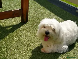 Maltese dogs Scottish Romeo waiting for Juliet in Livingston - Advert 1