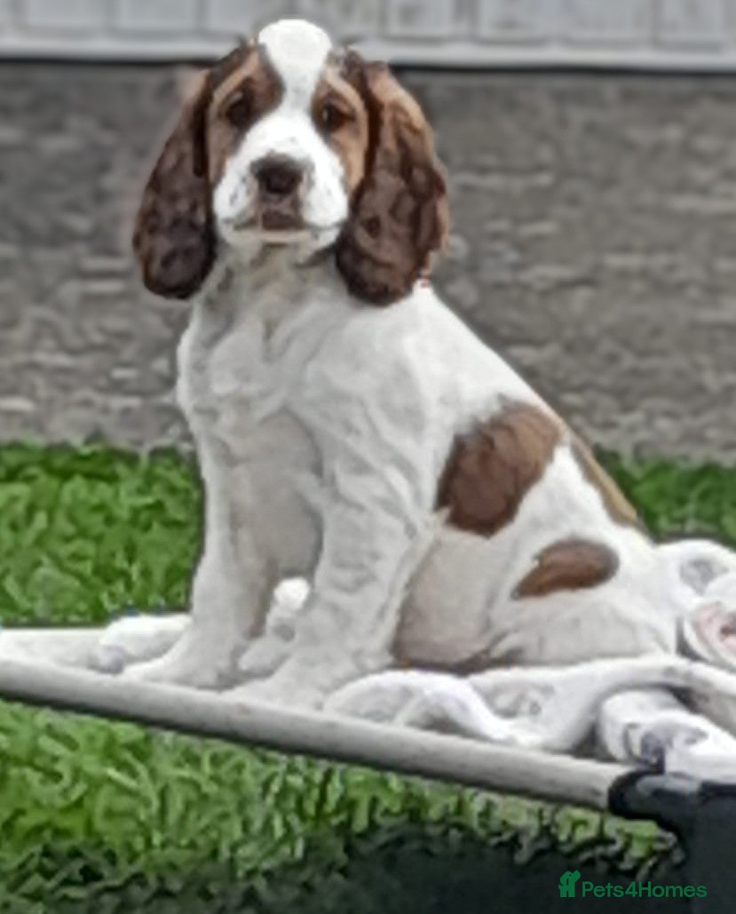 Cocker Spaniel dogs Beautiful KC Registered Cocker Spaniels 2 boys!  - Advert 1