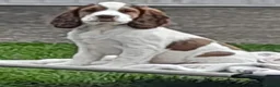 Cocker Spaniel dogs for sale: Beautiful KC Reg. Cocker Spaniels price reduced..  - Advert 3