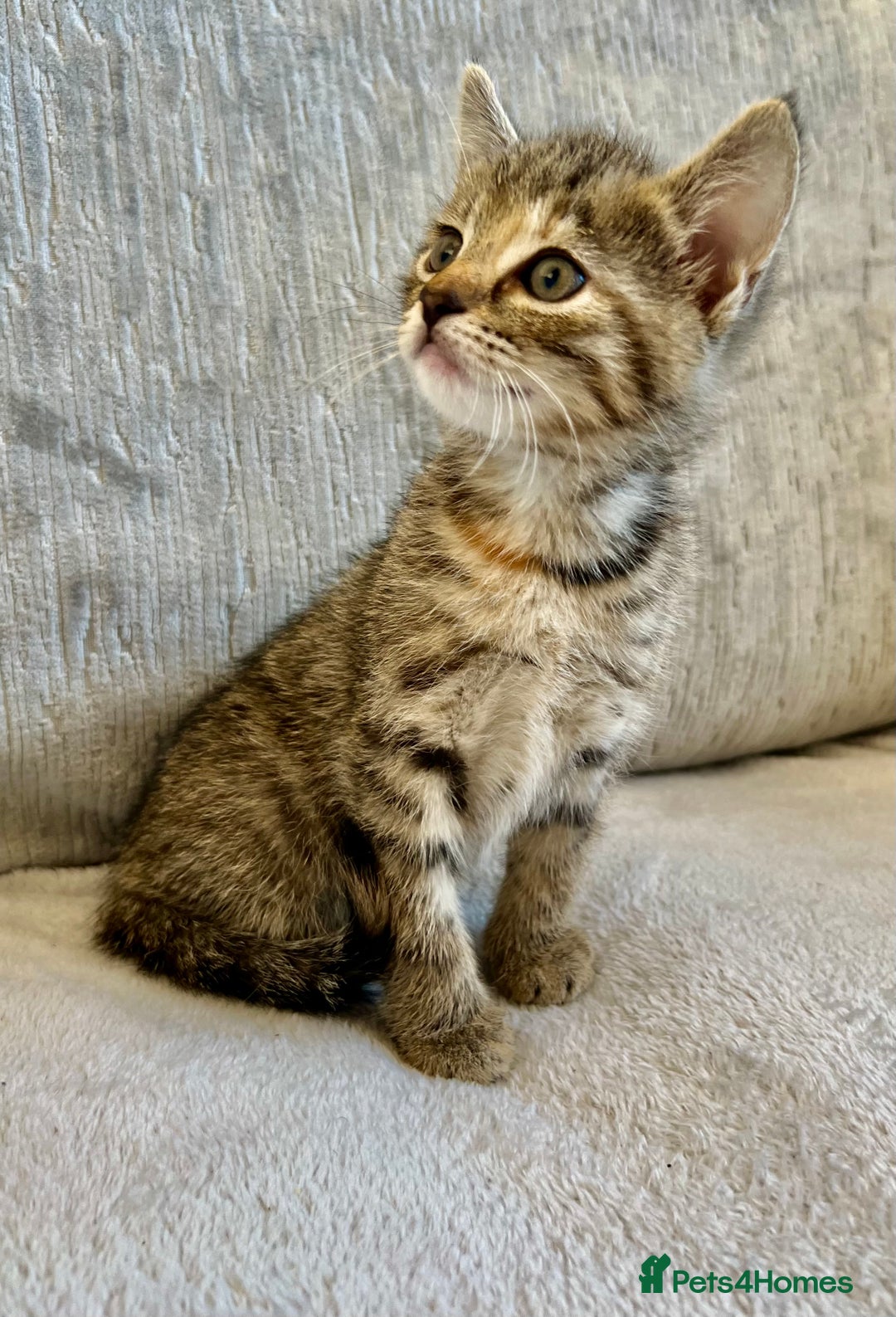 Mixed Breed cats for sale: Beautiful Tabby Kittens For Sale  - Image 5