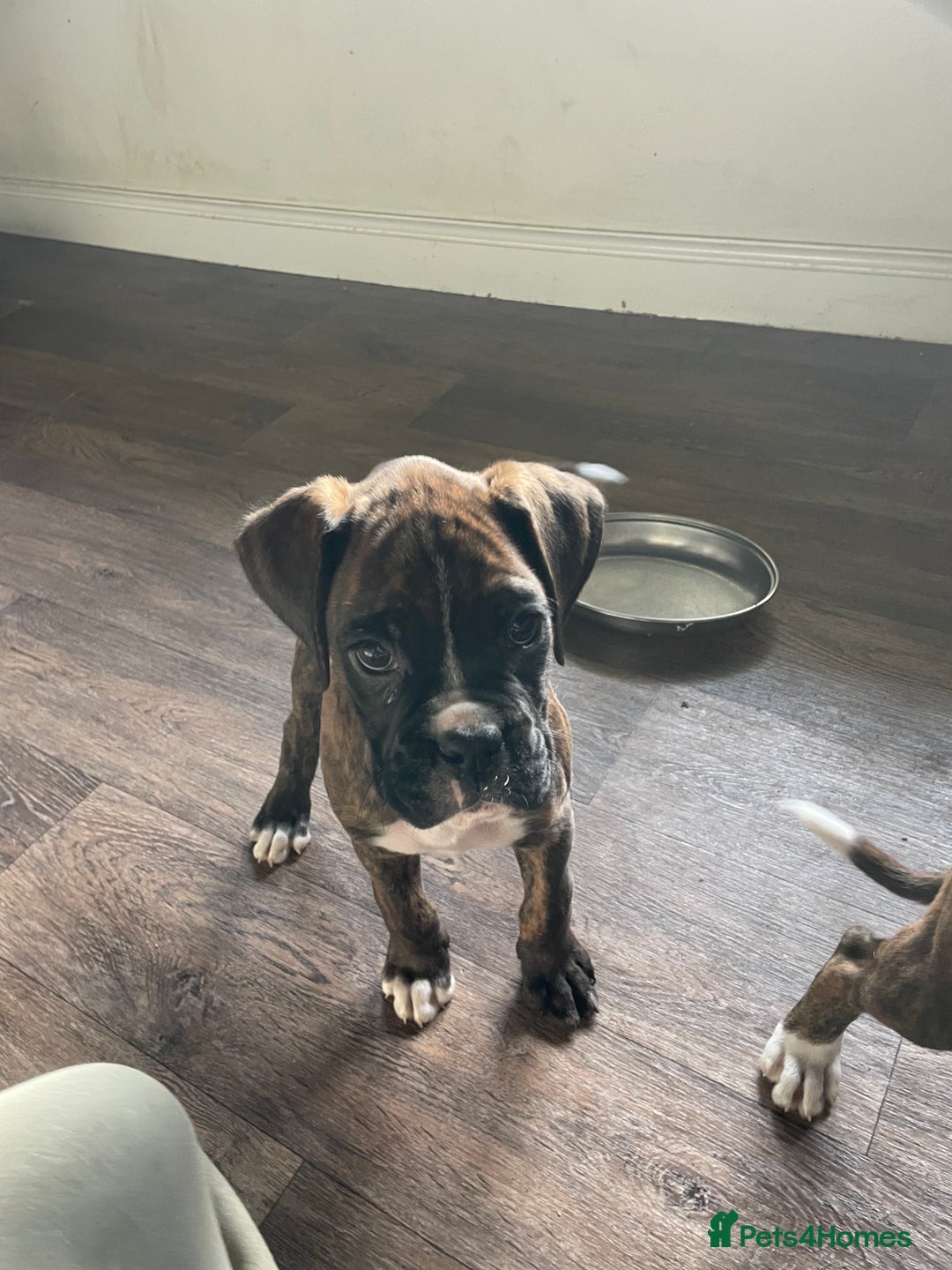 Boxer dogs for sale: ASTONISHING KC REGISTERED BOXER PUPPIES!  - Advert 16