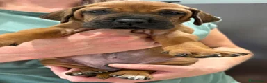 Rhodesian Ridgeback Puppy 8