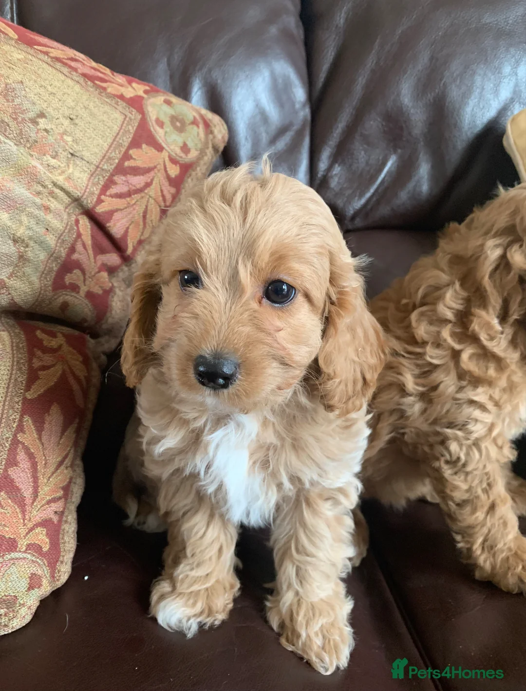 Cavachon dogs for sale: Outstanding Cavapoochon Puppies  - Advert 21