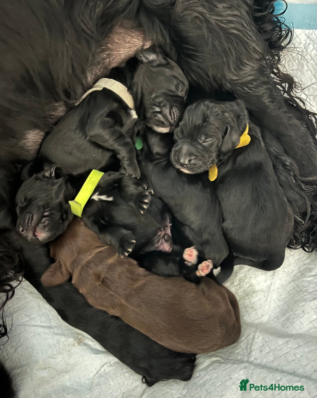 Cocker Spaniel dogs for sale: 🐾Working cocker spaniel puppies🐾 - Image 1