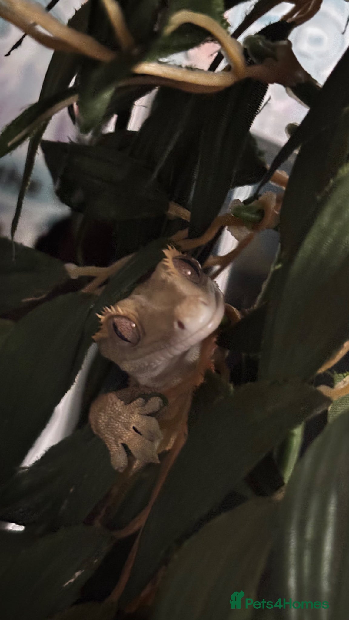 Gecko reptiles Crested Gecko (3 Years Old) - Advert 1