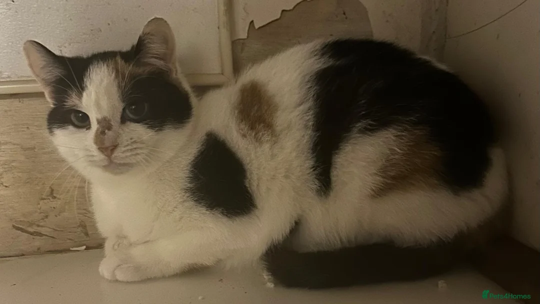 Mixed Breed cats for adoption: Rescue kittens Rosie& Oscar need a safe quiet home - Advert 2