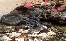 Tarantulas invertebrates for sale: Tarantulas for adoption  - Image 3