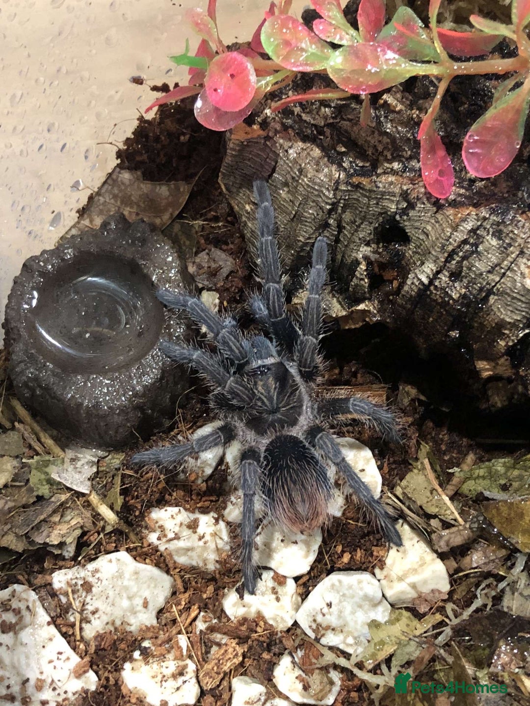 Tarantulas invertebrates for sale: Tarantulas for adoption  - Image 3