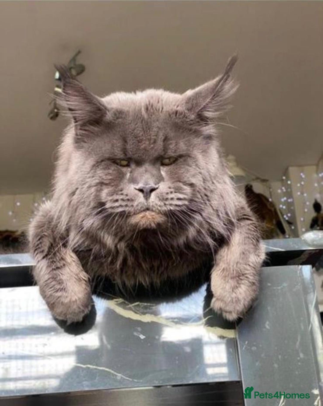 Maine Coon cats for sale: Pedigree Tica Russian Import line Maine Coons - Advert 33