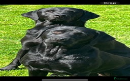 Labrador Retriever dogs for sale: Black Labrador puppies - Image 3