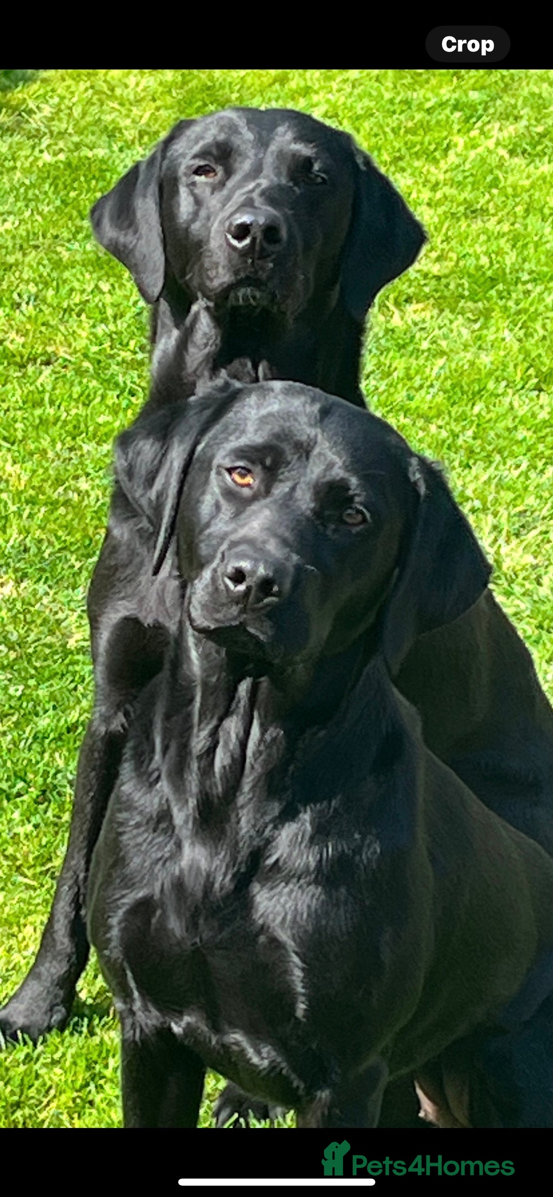 Labrador Retriever dogs for sale: Black Labrador puppies - Image 3