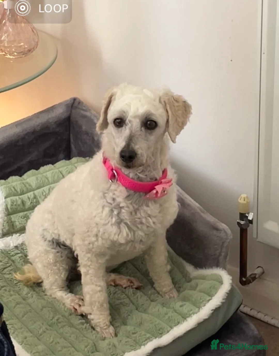 Miniature Poodle dogs for sale: KC Full miniature poodle  - Advert 3