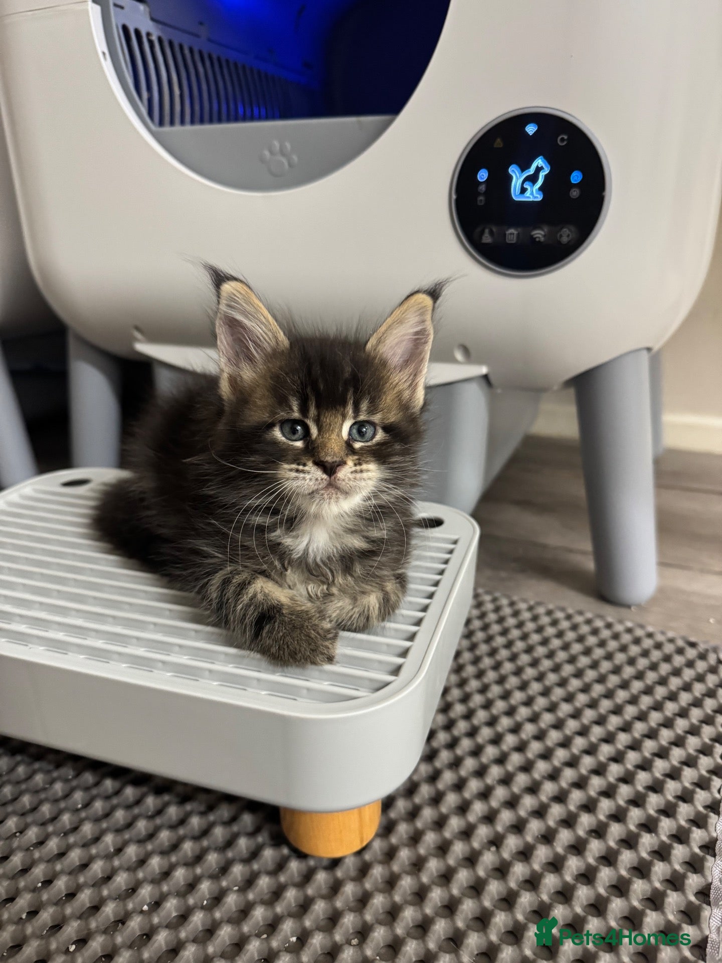 Maine Coon cats 🌟🌟 Amazing Kittens Maine Coon 🌟🌟 - Advert 4