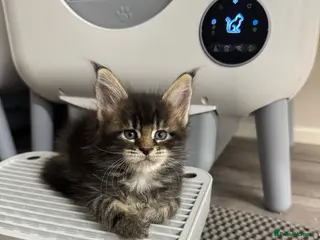 Maine Coon cats 🌟🌟 Amazing Kittens Maine Coon 🌟🌟 - Advert 4