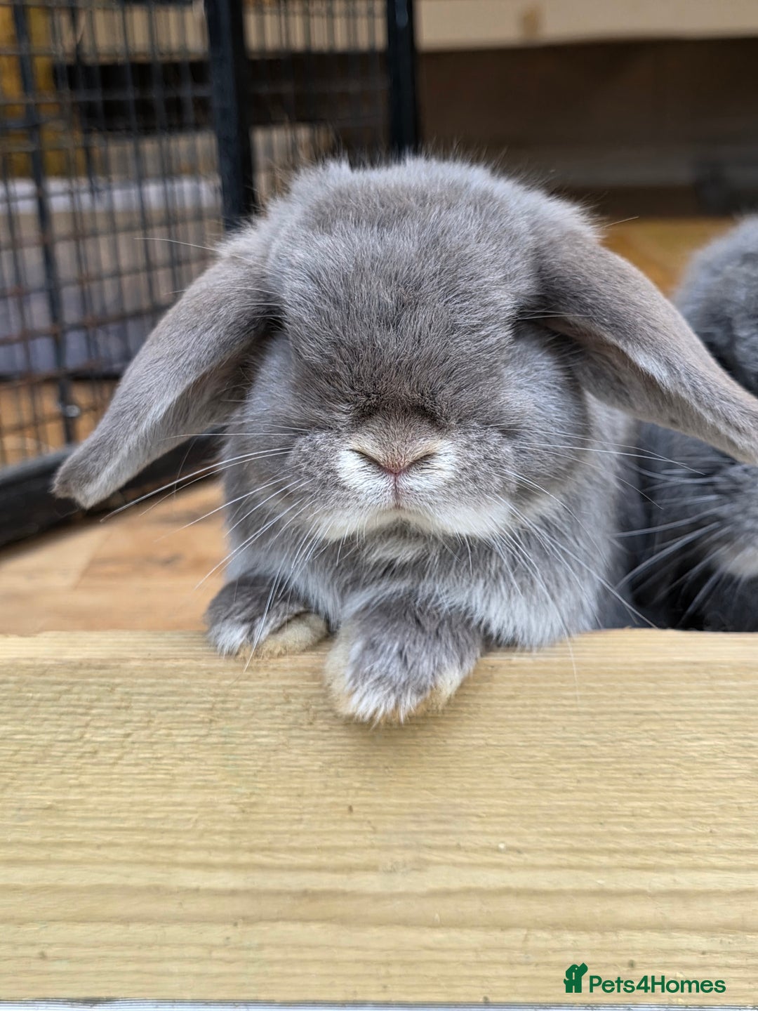 Mini Lop rabbits for sale: Two mini lops looking fir loving homes  - Advert 5