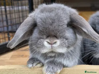Mini Lop rabbits Two mini lops looking for loving homes - Advert 7