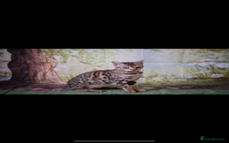 Bengal cats for sale: 😻🐱 Cherry Blossom 🍒 Neutered female - Image 1