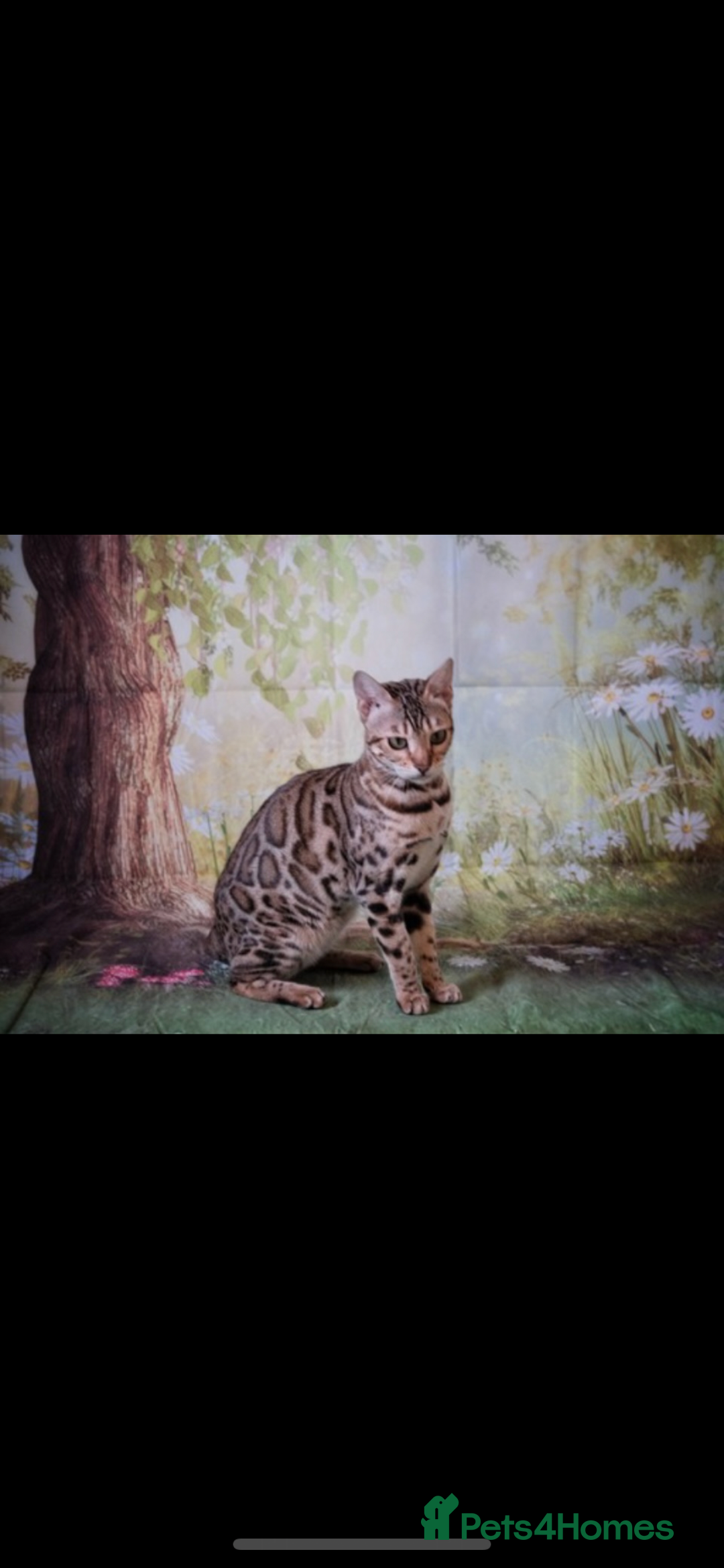 Bengal cats for sale: 😻🐱 Cherry Blossom 🍒 Neutered female - Image 1