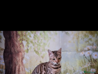 Bengal cats - Advert 13