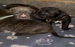 Cane Corso dogs for sale: Cane Corso first litter of puppies !! - Image 33
