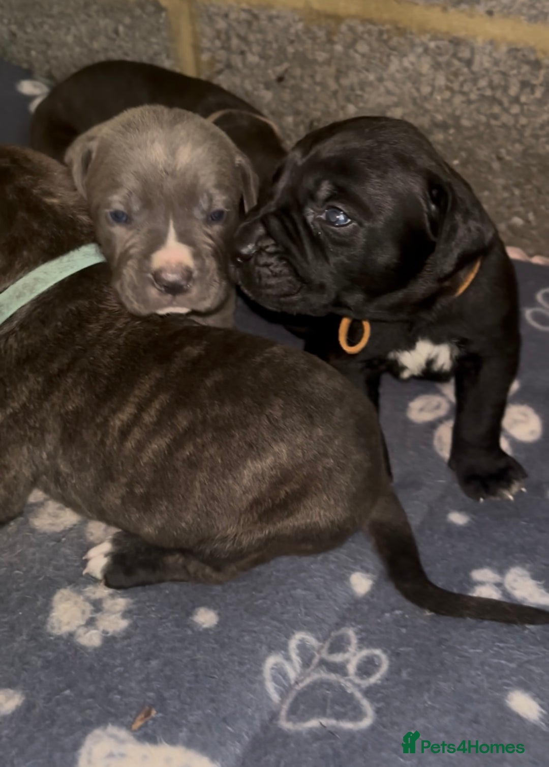 Cane Corso dogs for sale: Cane Corso first litter of puppies !! - Image 33