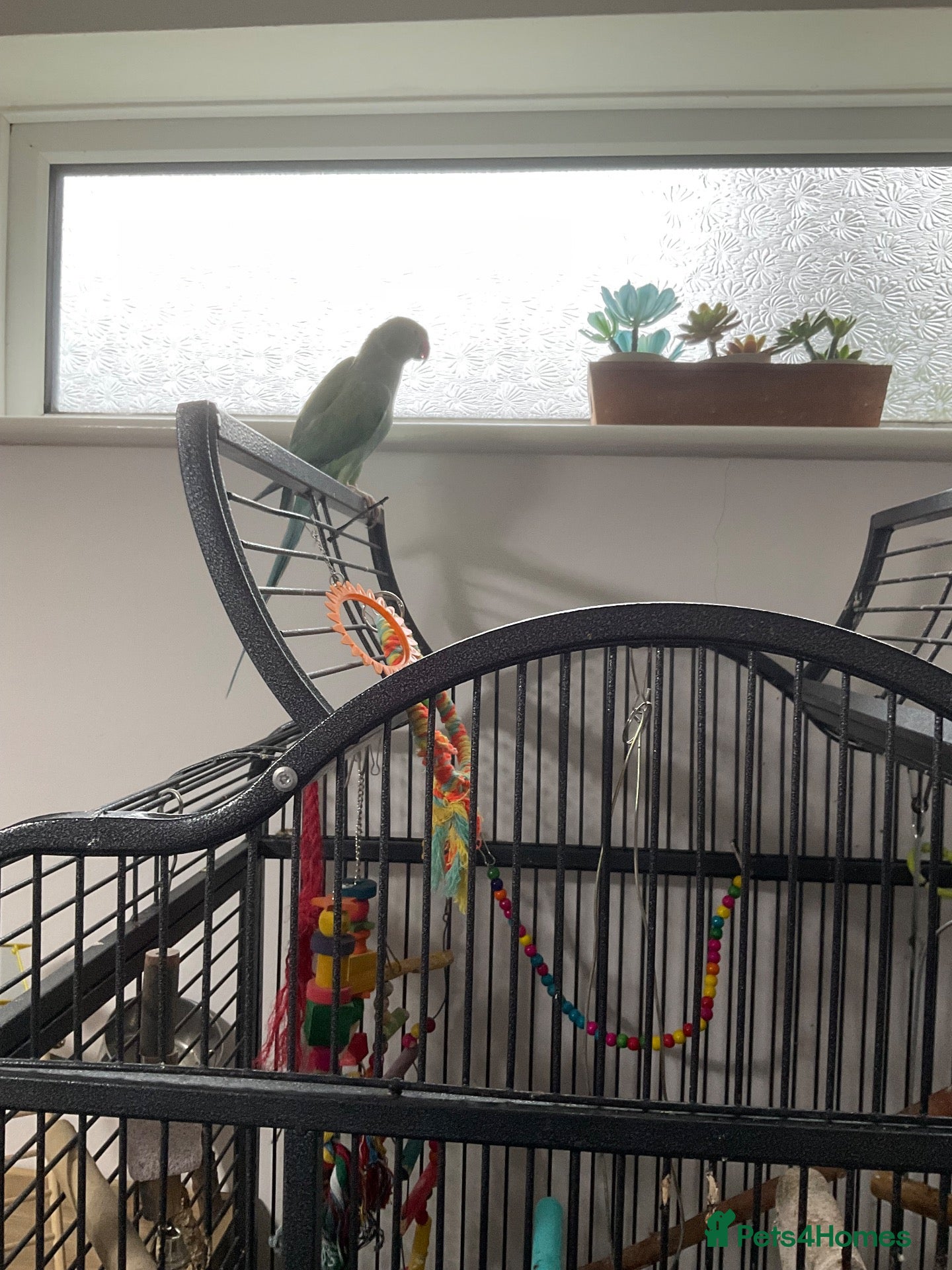 Ringnecks birds BLUE RINGNECK PARAKEET WITH HER/HIS CAGE - Advert 1