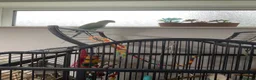 Ringnecks birds for sale: BLUE RINGNECK PARAKEET WITH HER/HIS CAGE in Kettering - Advert 1