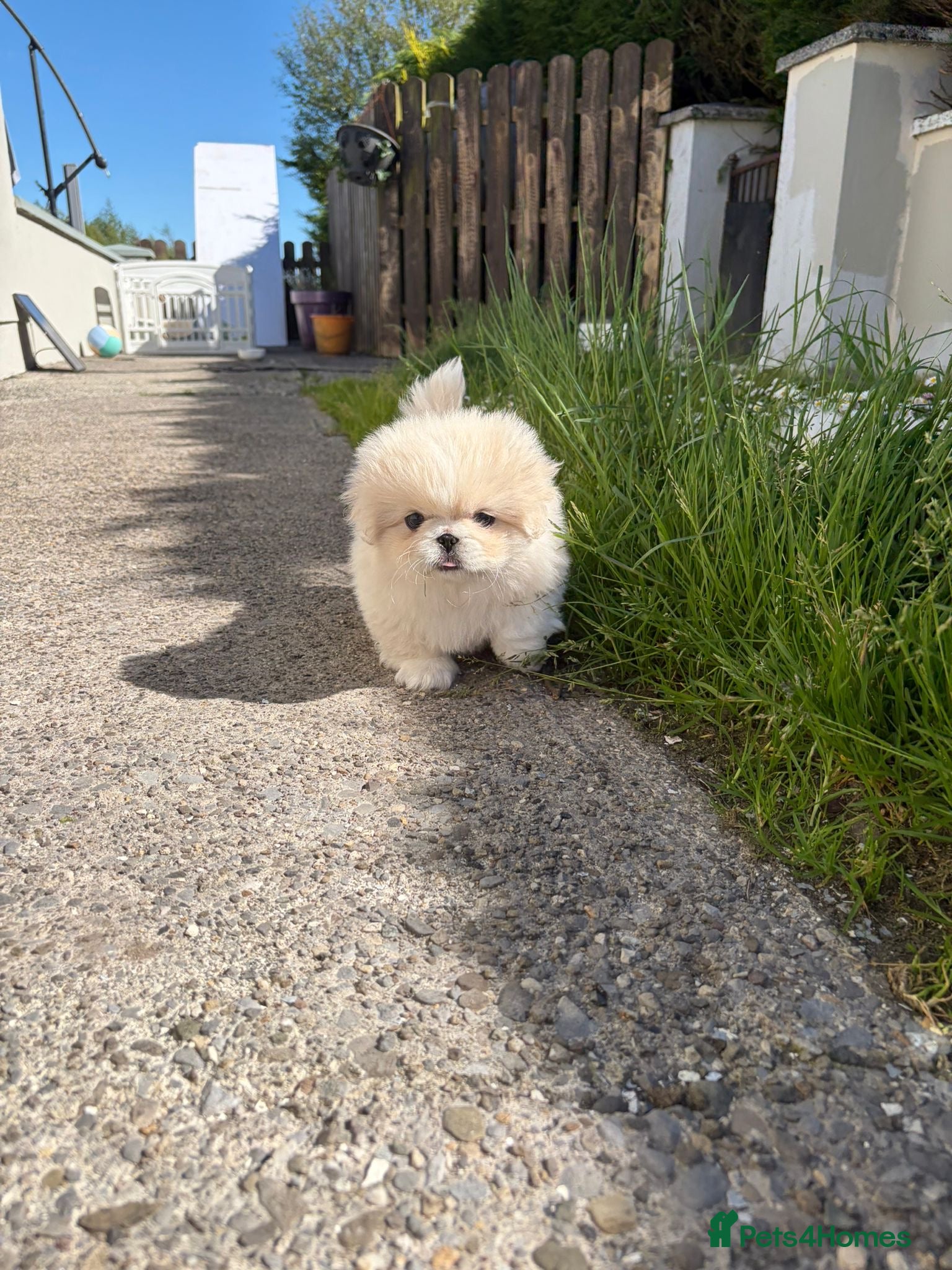 Pekingese dogs for sale: Pekingese puppies  - Advert 2