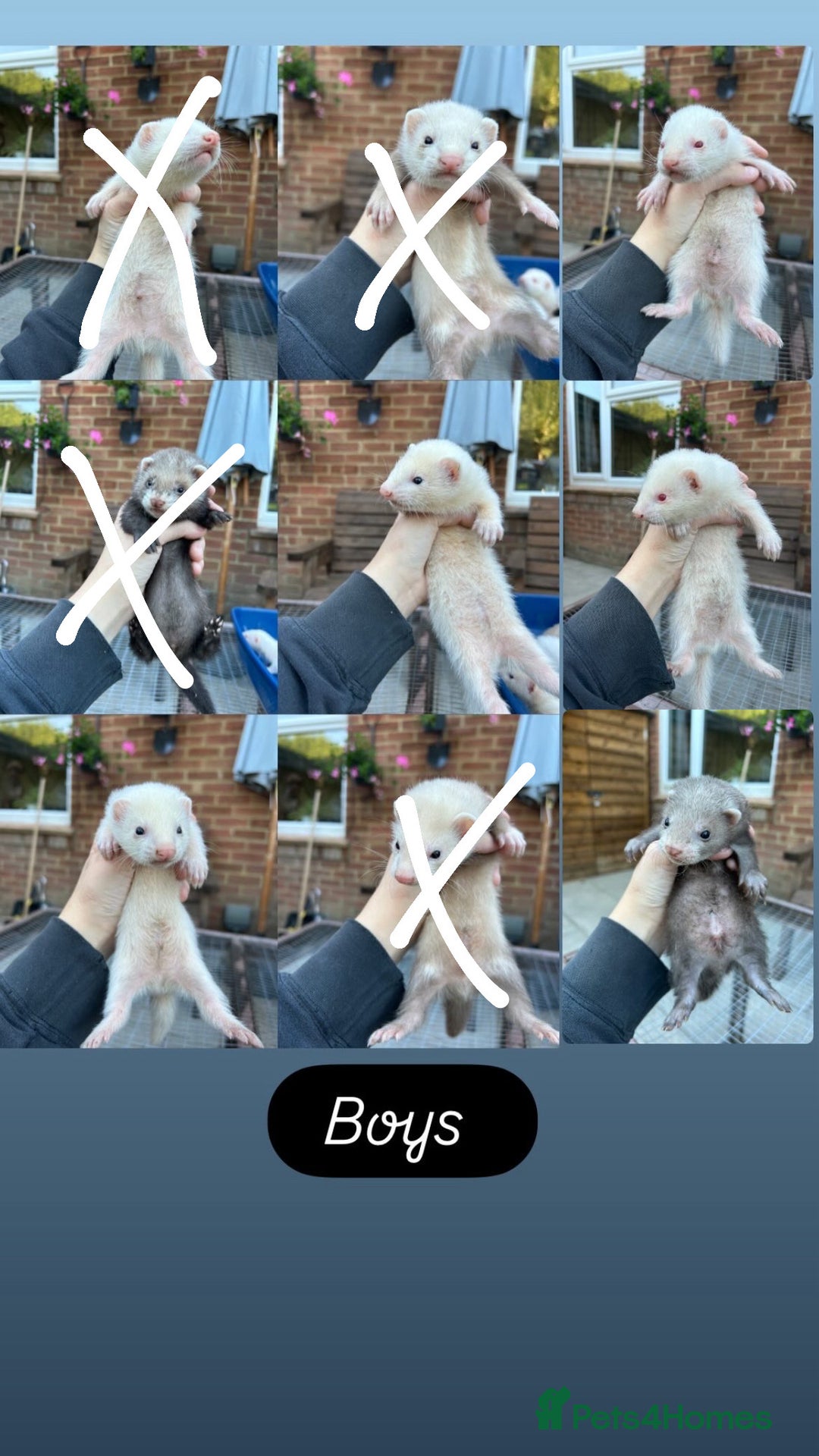 Ferret rodents for sale: Hobs for sale  - Image 2