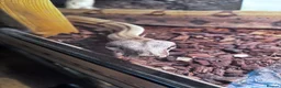 Boa Snake reptiles for sale: Boa Constrictor  in Ashington - Advert 2