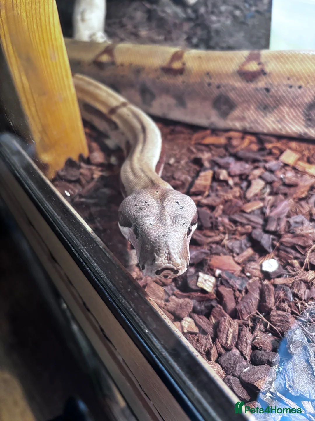 Boa Snake reptiles for sale: Boa Constrictor  in Ashington - Advert 2