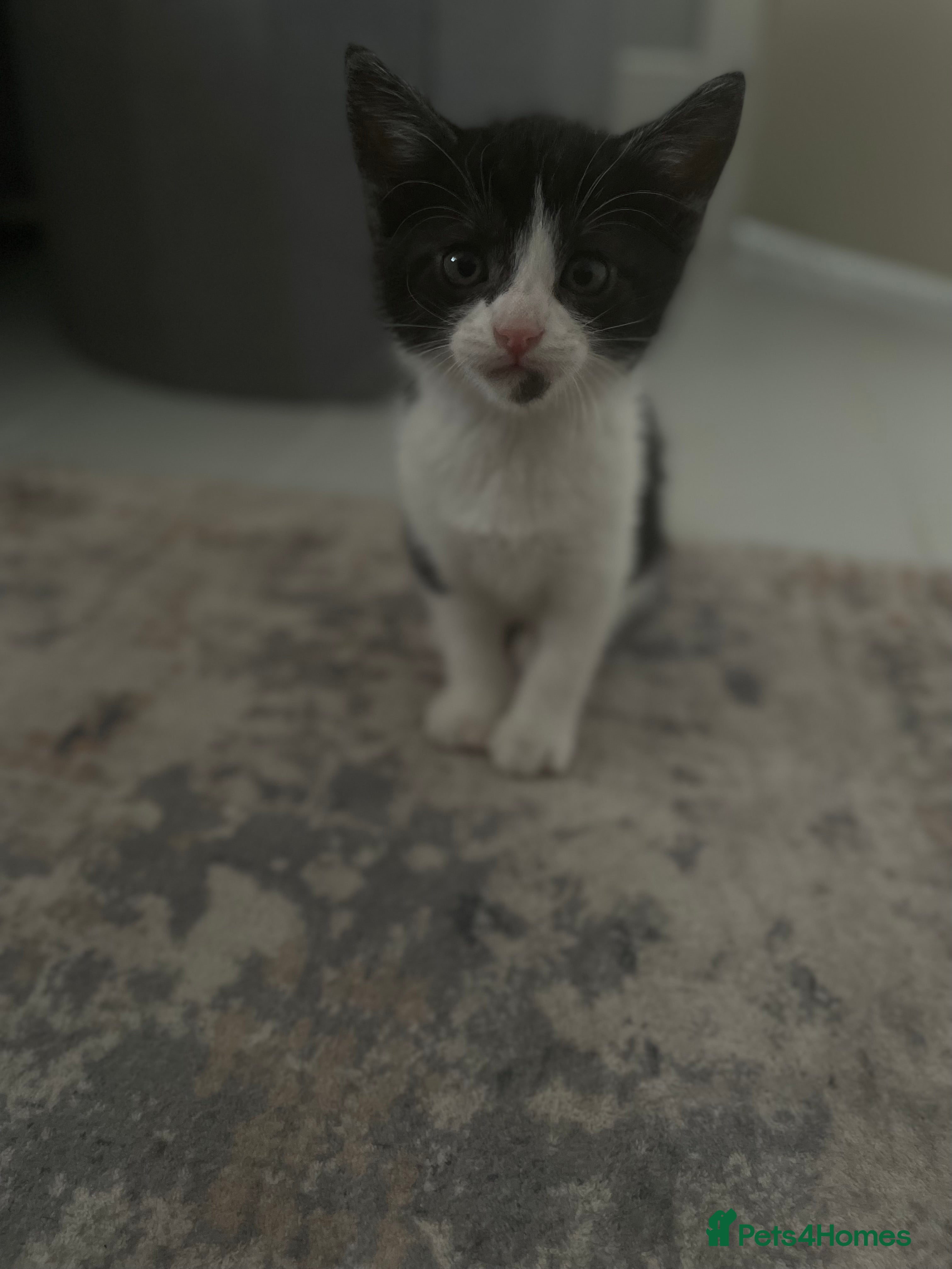 British Shorthair cats Two Kittens for sale  - Advert 1