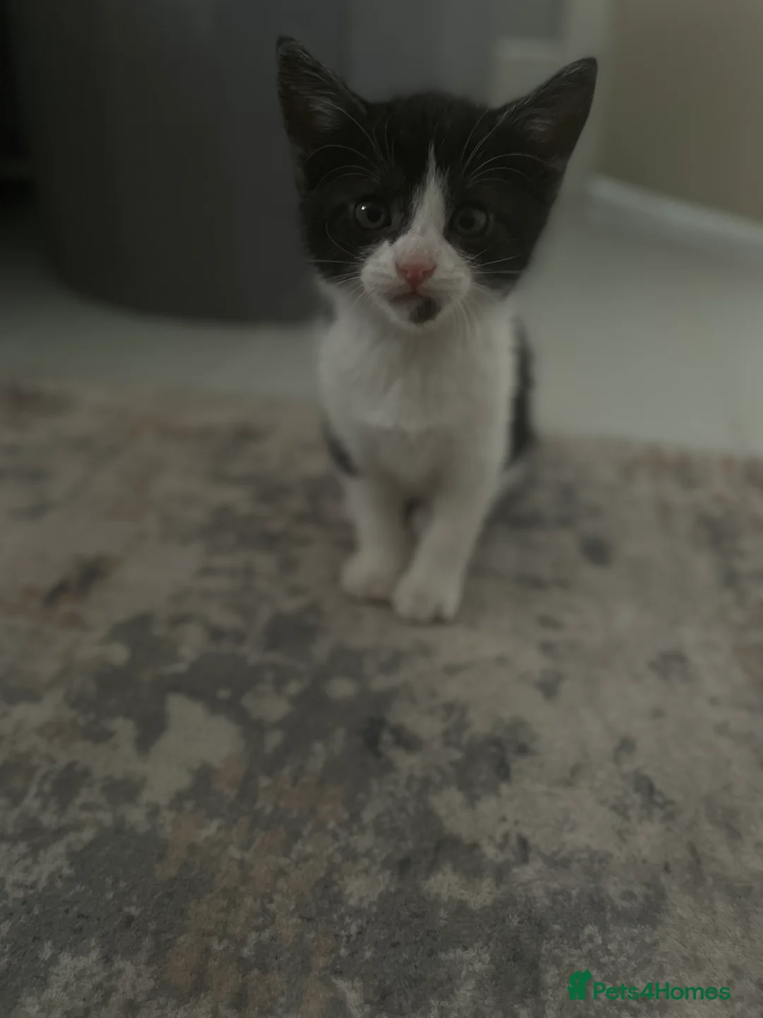 British Shorthair cats for sale: Two Kittens for sale  - Advert 1
