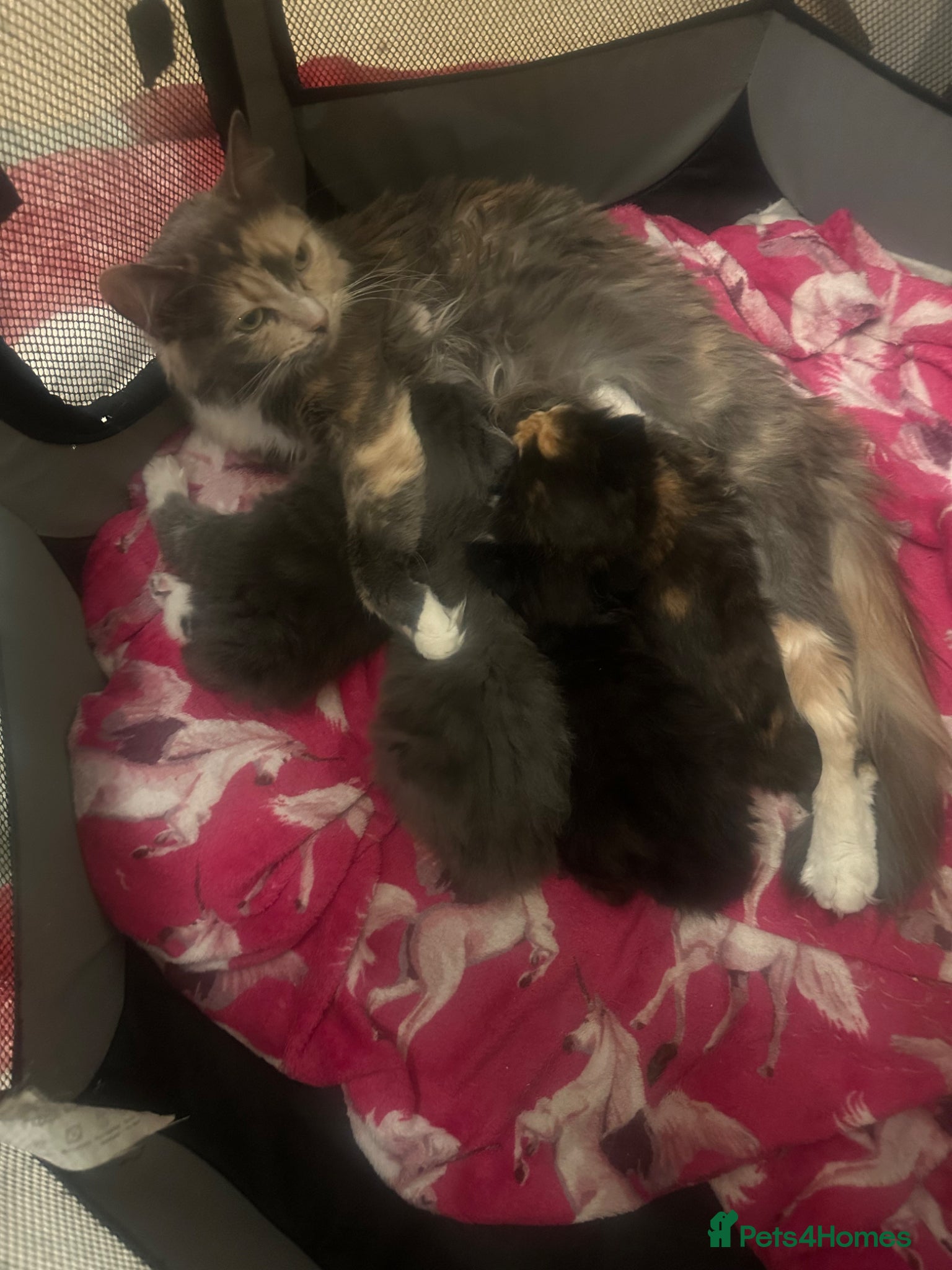 Ragdoll cats Ragdoll x Russian blue kitten  - Advert 1