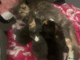 Ragdoll cats Ragdoll x Russian blue kitten - Advert 10