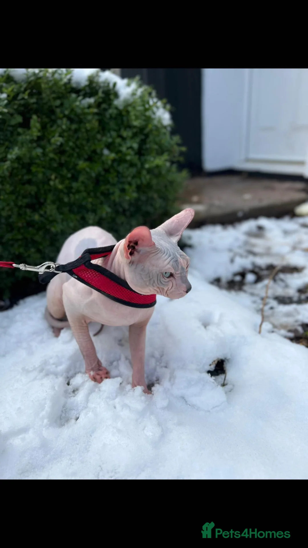 Sphynx cats for stud: Sphynx boy stud, in Wirral - Advert 15