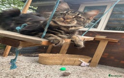 Maine Coon cats for sale: Beautiful Maine coon kittens - Image 4