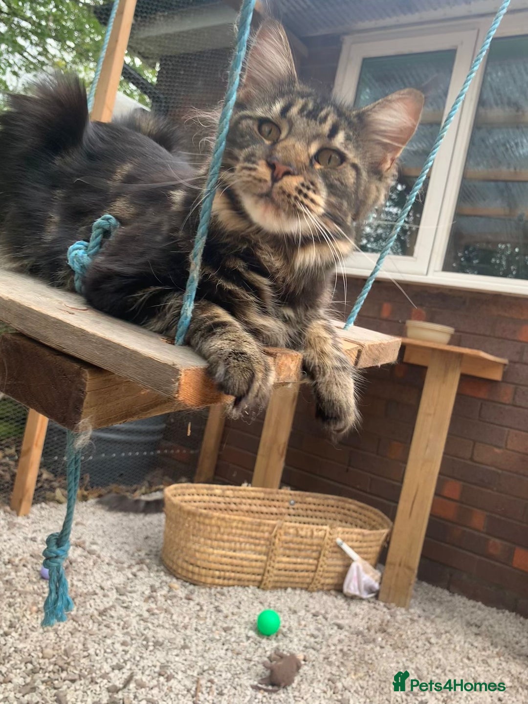Maine Coon cats for sale: Beautiful Maine coon kittens - Image 4