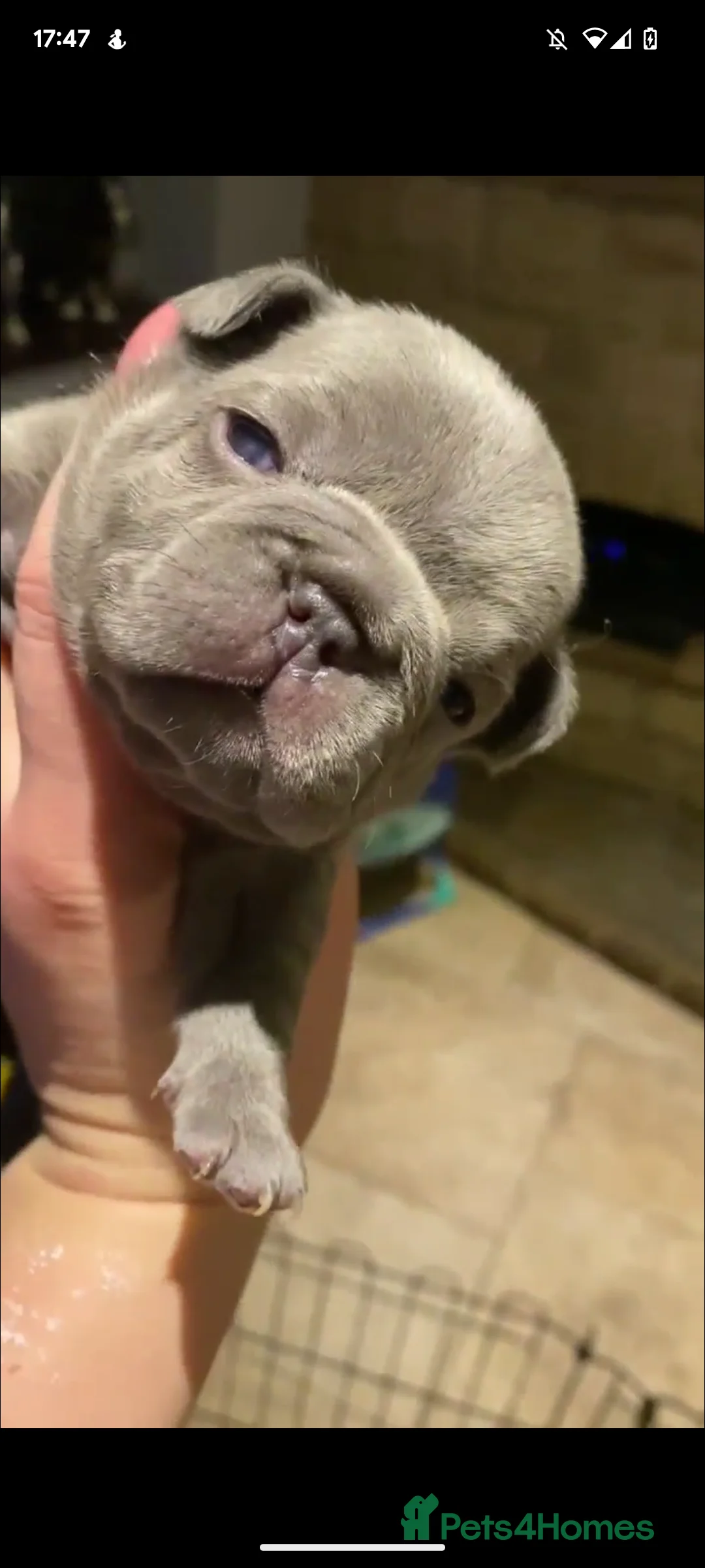 French Bulldog dogs for stud: Tiny 8kg Isabella and tan quad  - Advert 16