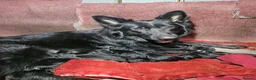 German Shepherd dogs for sale: German Shepard puppies  - Advert 1