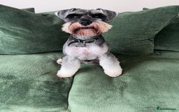 Miniature Schnauzer dogs for sale: 5th generation pedigree miniature schnauzer   - Image 5