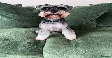 Miniature Schnauzer dogs - Advert 12