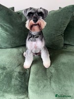 Miniature Schnauzer dogs - Advert 12