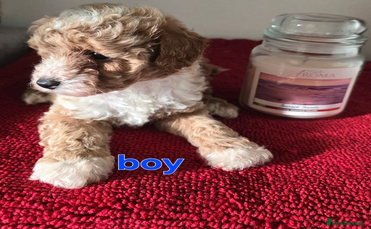 Maltipoo dogs - Advert 6