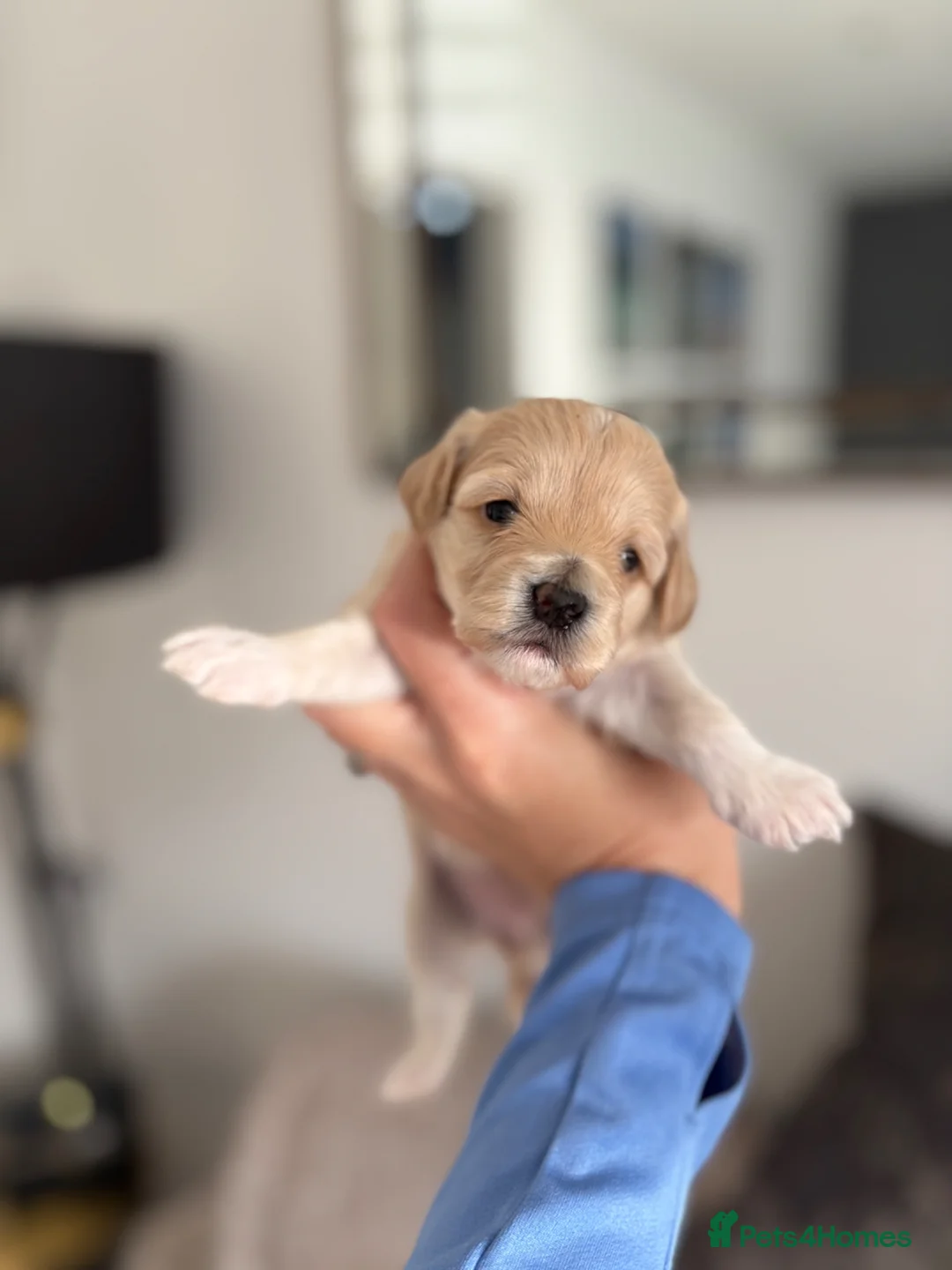 Maltipoo dogs for sale: 4 toy maltipoos  - Advert 12