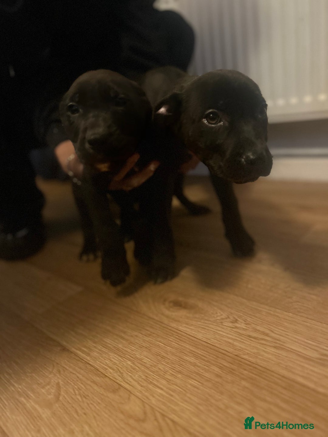 Mixed Breed dogs for sale: Staffy x German shepherd  - Advert 6