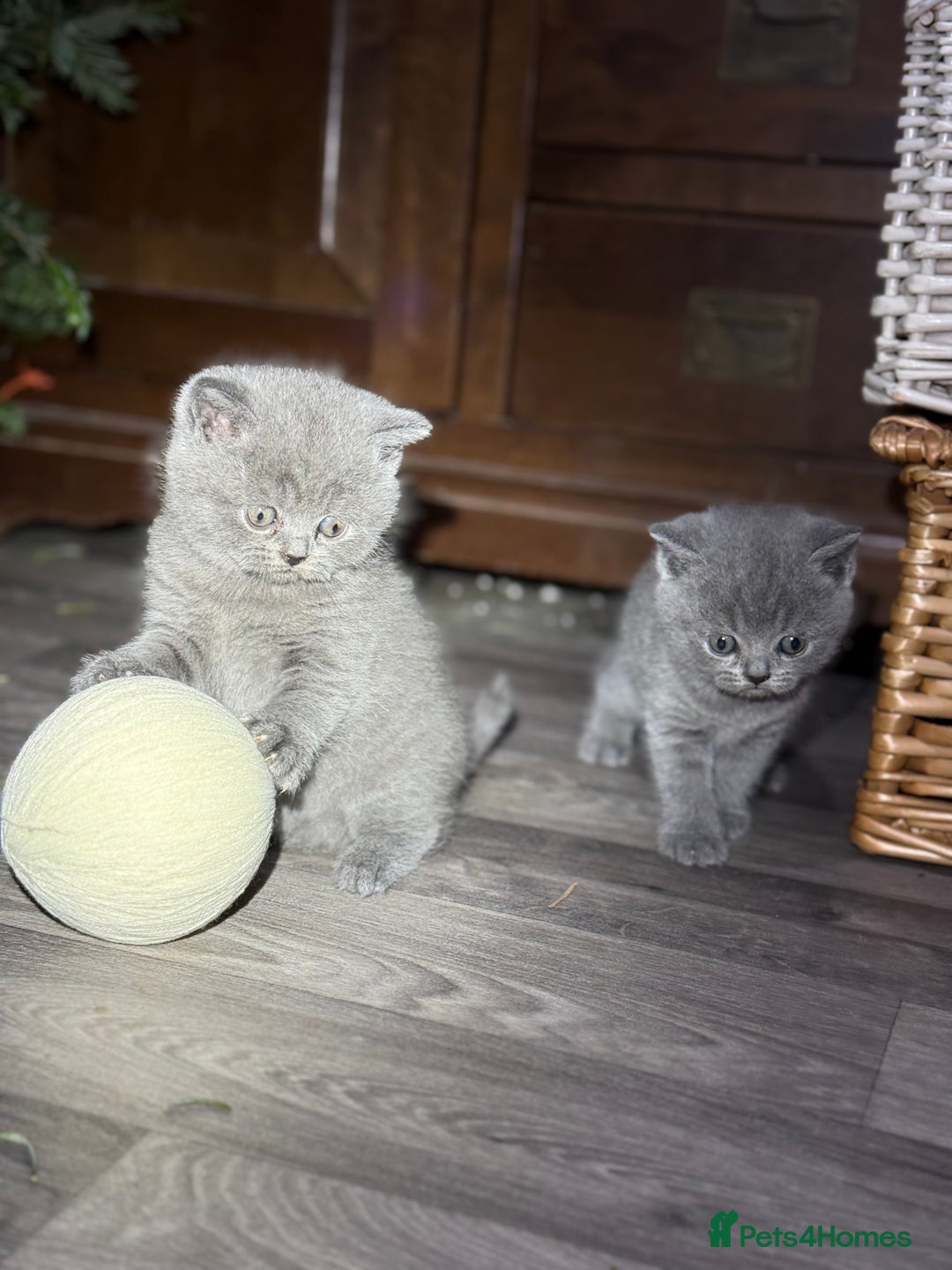 British Shorthair cats for sale: Beautiful British Shorthair Blue Kittens Available - Advert 5