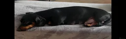 Mixed Breed dogs for sale: Miniature Dachshund cross puppies  - Advert 25