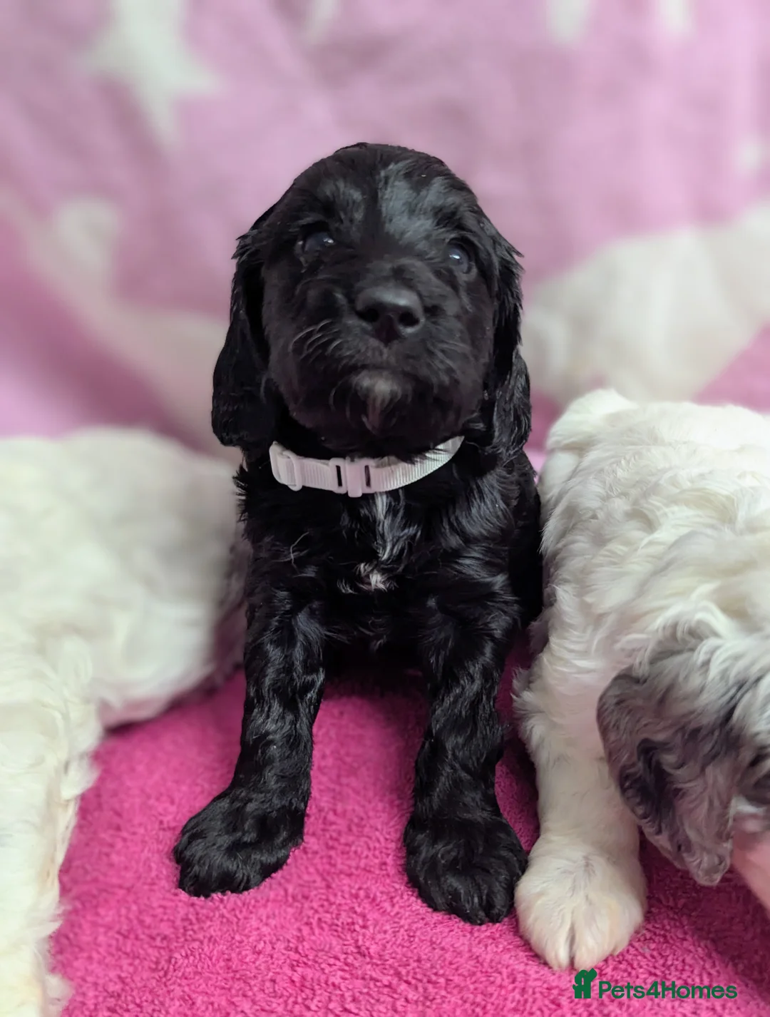 Cockapoo dogs for sale: Merle and Parti fully DNA health tested cockapoos  - Advert 16