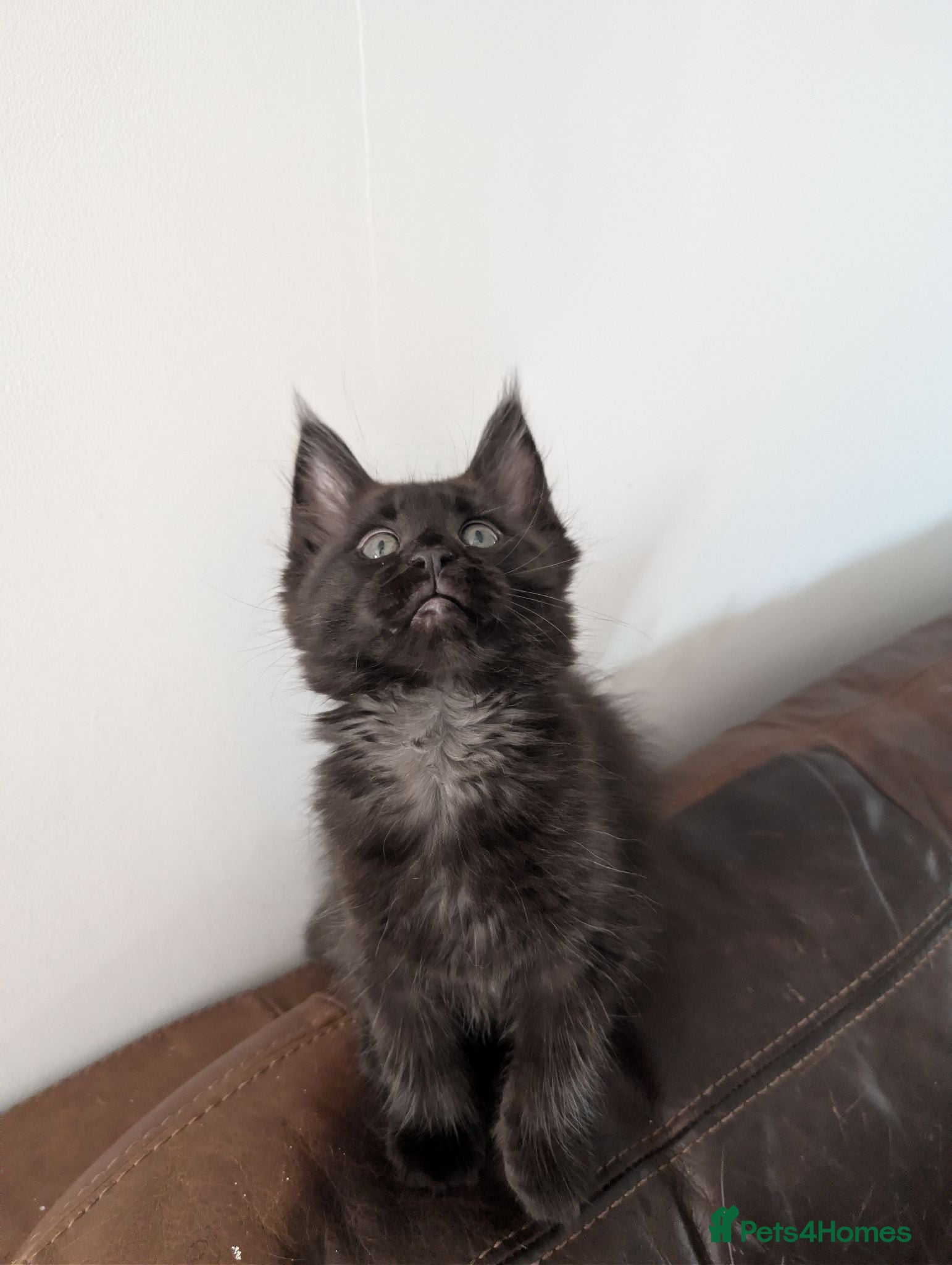 Maine Coon cats Tica registered mainecoons  - Advert 17